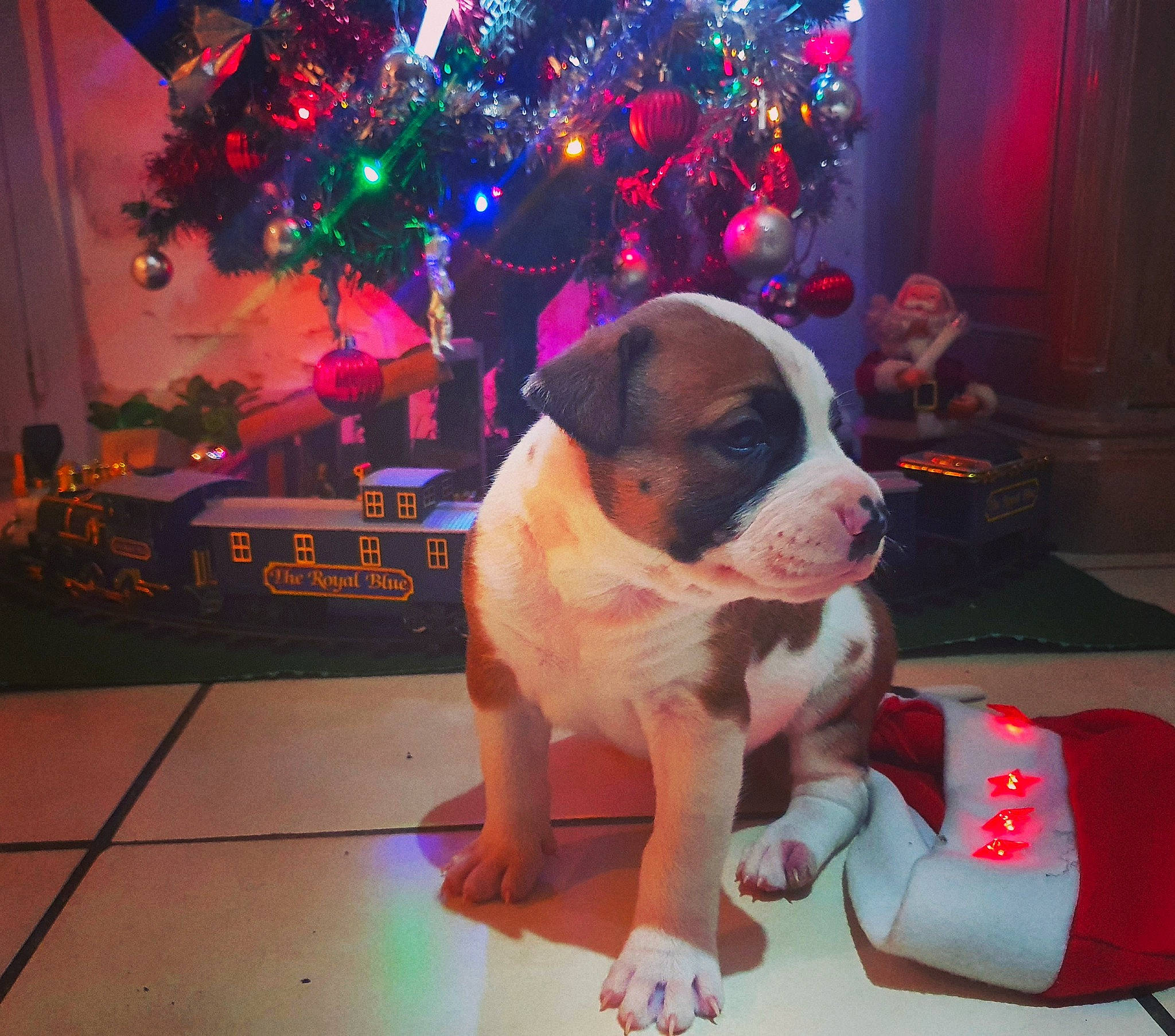 Go Fast a rejoint le concours — aidez-le/la à gagner de superbes lots ! american_bulldog, american_pit_bull_terrier, american_staffordshire_terrier, boxer, bulldog, canidae, carnivore, companion_dog, dog, dog_breed, fawn, mammal, molosser, non_sporting_group, pit_bull, rare_breed_dog, sporting_group, staffordshire_bull_terrier, valley_bulldog, vertebrate