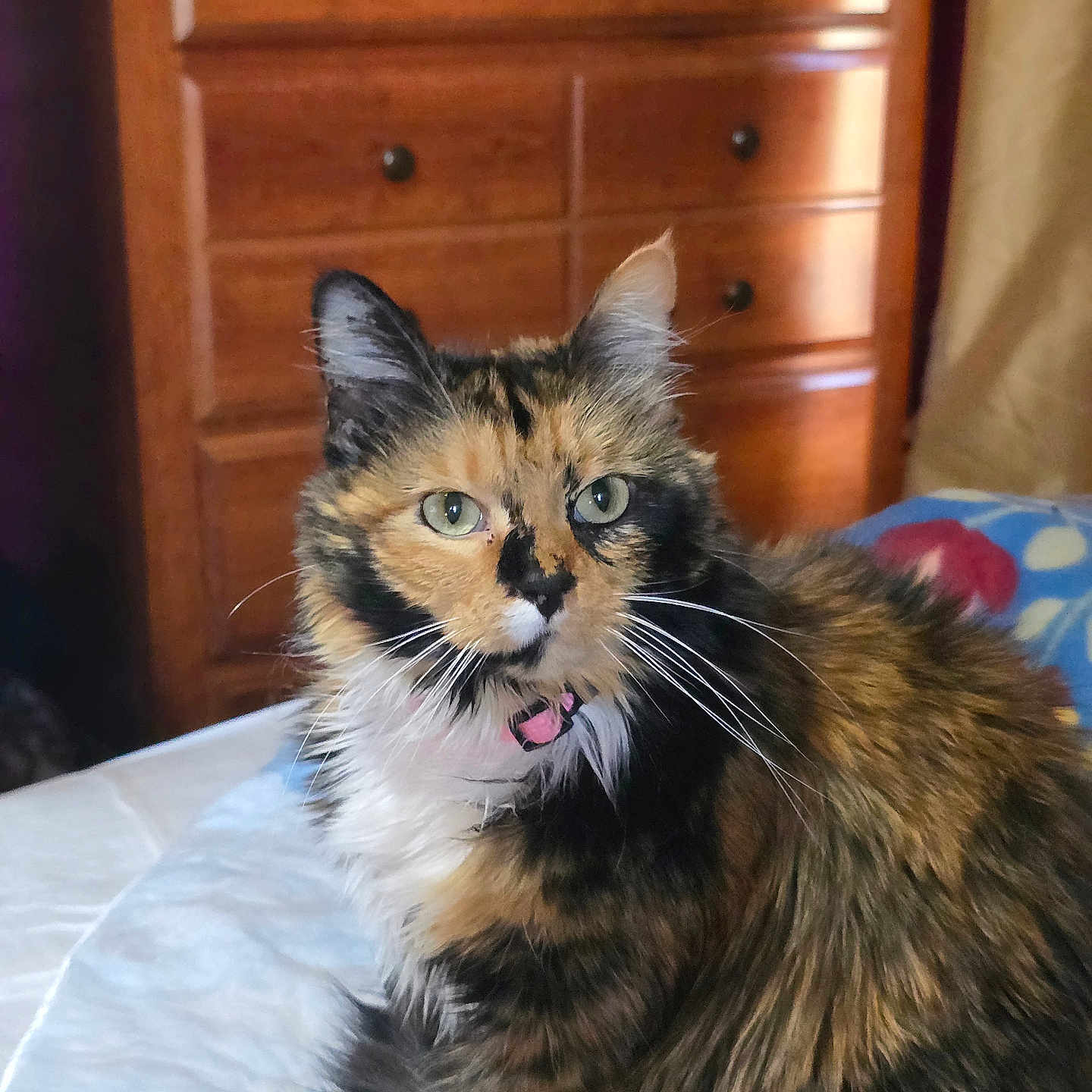 Nala joined the competition — help win amazing prizes! animal, bed, cat, closeup, collar, cozy, cute, domestic_animal, feline, fluffy, fur, furniture, green_eyes, indoor, pet, portrait, relaxing, tortoiseshell, whiskers, wooden_dresser