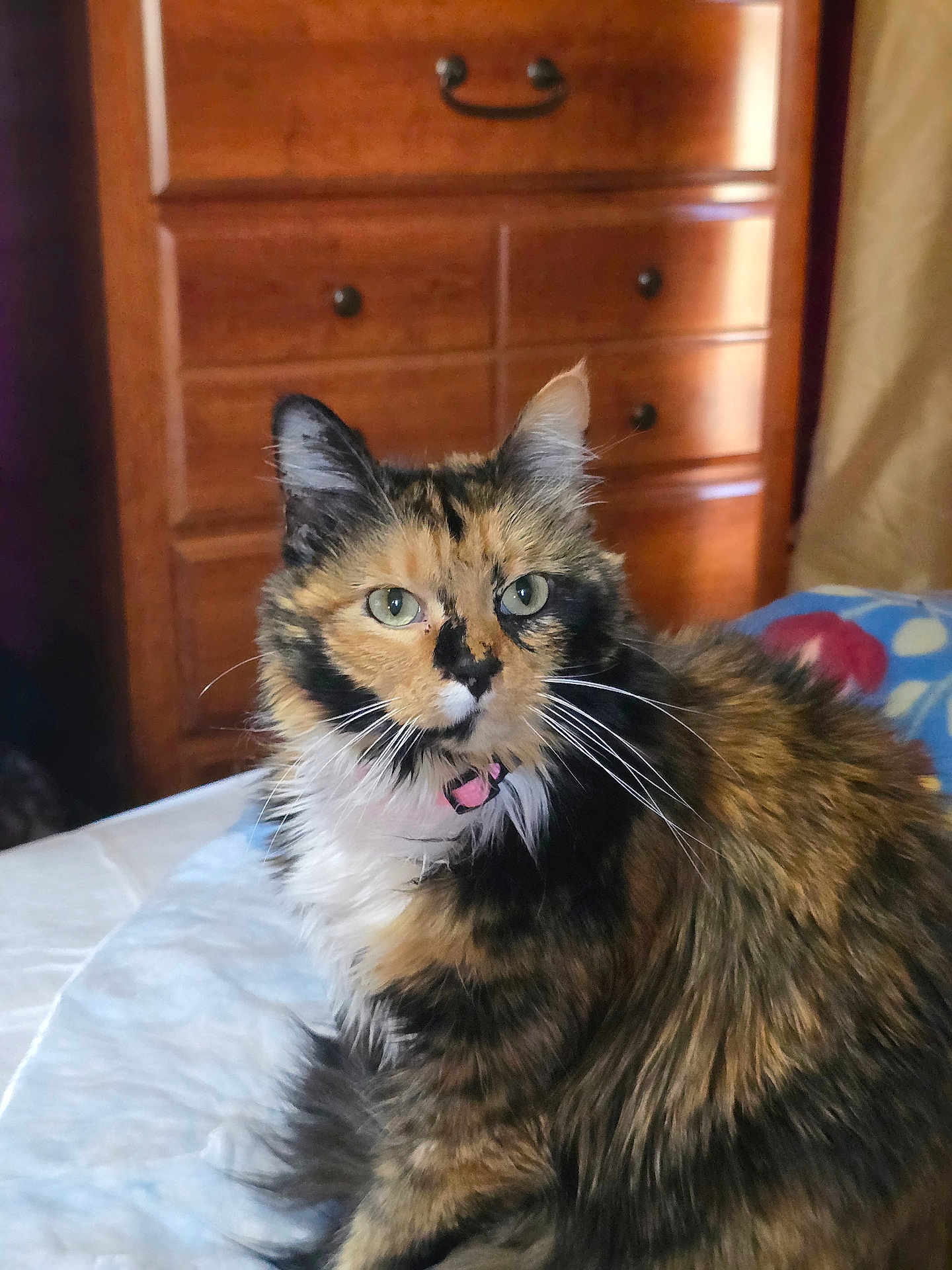 Nala joined the competition — help win amazing prizes! cat, tortoiseshell, pet, feline, fur, bed, collar, indoor, domestic_animal, whiskers, green_eyes, wooden_dresser, furniture, closeup, portrait, animal, cute, fluffy, relaxing, cozy