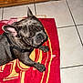 Thor joined the competition — help win amazing prizes! animal, black_harness, canine, companion, cute, dog, domestic_animal, ears, floor, french_bulldog, fur, household, indoor, looking_up, paw, pet, resting, tile, tongue_out, towel