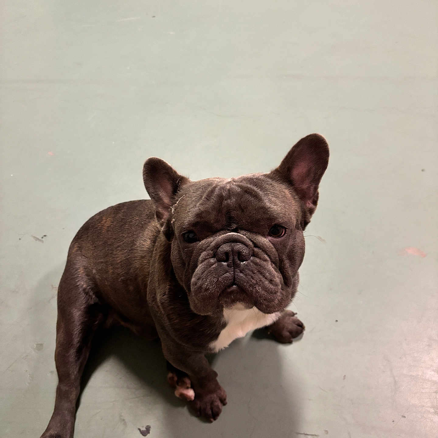 Thor joined the competition — help win amazing prizes! animal, boxer, bulldog, canine, dog, frenchbulldog, pet, pitbull, puppy