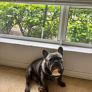 Thor is registered to the contest to win money with this photo: animal, black_dog, bushes, canine, carpet, dog, ears_up, footwear, french_bulldog, greenery, harness, human_toes, indoor, looking_up, pet, short_hair, sitting, slippers, white_chest, window