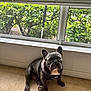 animal, black_dog, bushes, canine, carpet, dog, ears_up, footwear, french_bulldog, greenery, harness, human_toes, indoor, looking_up, pet, short_hair, sitting, slippers, white_chest, window