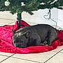 Thor joined the competition — help win amazing prizes! animal, canine, christmas, christmas_tree, cozy, cute, dog, festive, french_bulldog, holiday_decorations, home, indoor, ornaments, pet, red_fabric, relaxation, resting, sleeping, tile_floor, tree_skirt