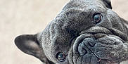 Thor is registered to the contest to win money with this photo: animal, black_fur, canine, close_up, companion, curious, cute, dog, ears, eyes, french_bulldog, friendly, fur, indoor, pet, portrait, small_dog, snout, white_chest, wrinkles