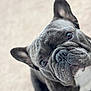 animal, black_fur, canine, close_up, companion, curious, cute, dog, ears, eyes, french_bulldog, friendly, fur, indoor, pet, portrait, small_dog, snout, white_chest, wrinkles