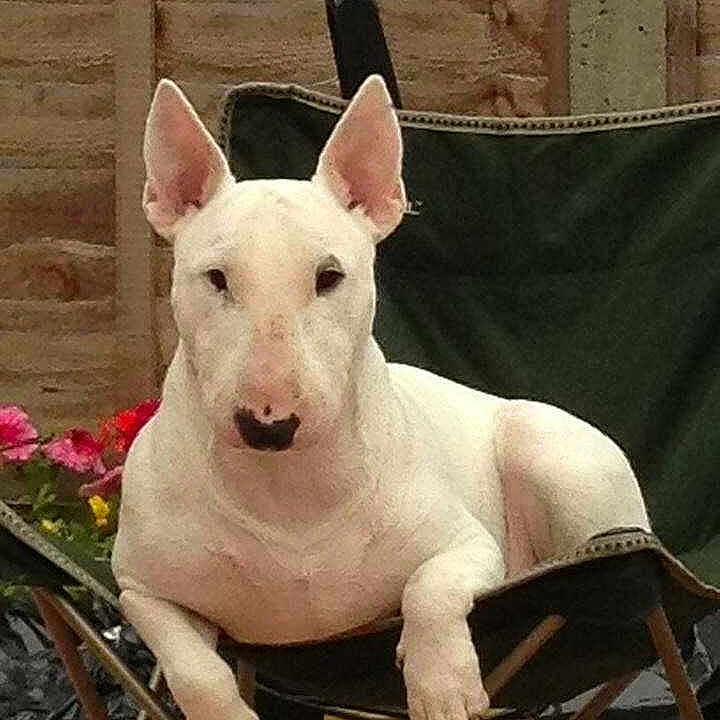 Bruce