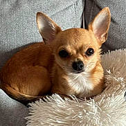 Breezy a rejoint le concours — aidez-le/la à gagner de superbes lots ! dog, chihuahua, small_dog, pet, animal, fluffy_cushion, gray_couch, indoor, cute, ears, tan_fur, resting, companion, domestic_animal, fur, sitting, relaxed, closeup, portrait, cozy