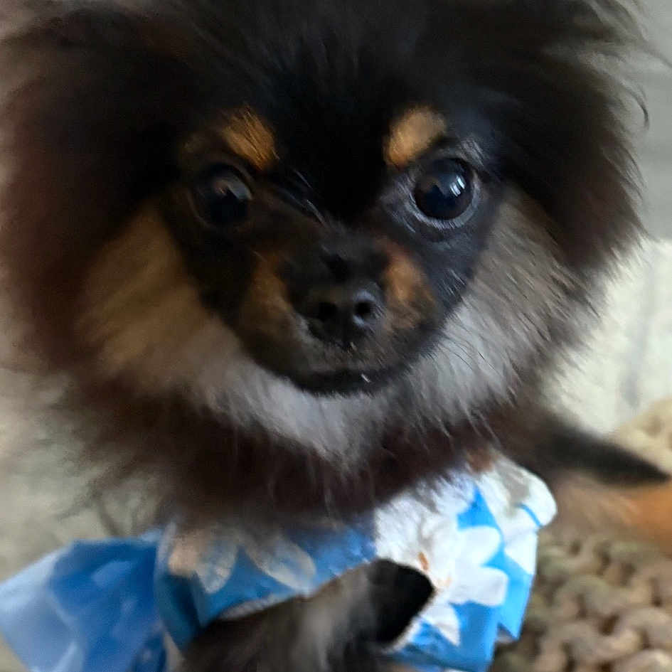 Chloe joined the competition — help win amazing prizes! adorable, animal, blue_dress, canine, companion, curious, cute, dog, domestic_animal, ears, face, flower_pattern, fluffy, fur, indoor, looking_up, outfit, paw, pet, small_dog