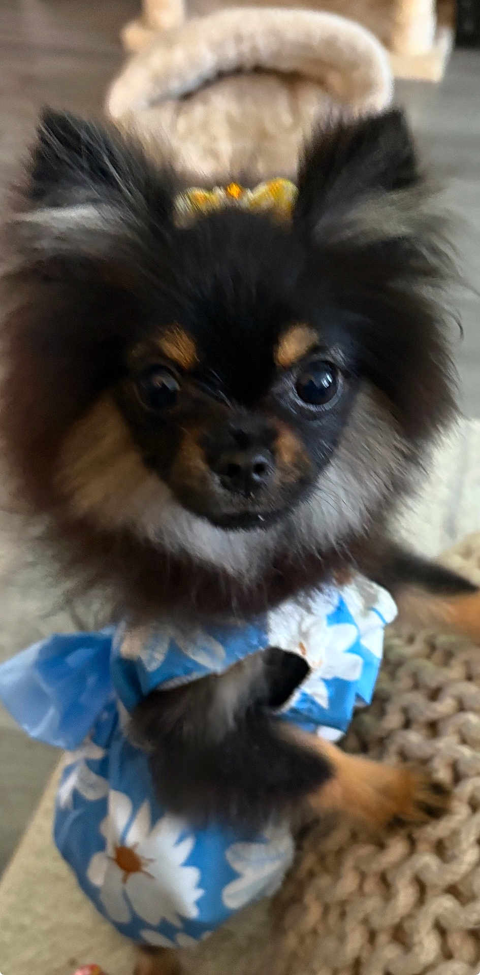 Chloe