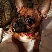 Angel is registered to the contest to win money with this photo: dog, brown_dog, small_dog, pet, indoor, blanket, couch, ears, fur, animal, cute, companion, looking_away, expression, comfort, domestic, closeup, muzzle, collar, resting