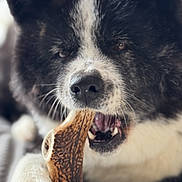 Yuna a rejoint le concours — aidez-le/la à gagner de superbes lots ! dog, black_and_white, chewing, bone, close_up, pet, animal, fur, mouth, teeth, paw, indoor, cute, canine, focused, detail, texture, portrait, laying, domestic_animal
