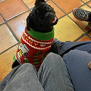 Rico joined the competition — help win amazing prizes! animal, black_dog, christmas_sweater, clothing, cute, dog, festive, floor, home, indoor, legs, looking_up, person, pet, pug, seated, sneakers, sweater, tile_floor, tongue_out