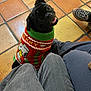 animal, black_dog, christmas_sweater, clothing, cute, dog, festive, floor, home, indoor, legs, looking_up, person, pet, pug, seated, sneakers, sweater, tile_floor, tongue_out