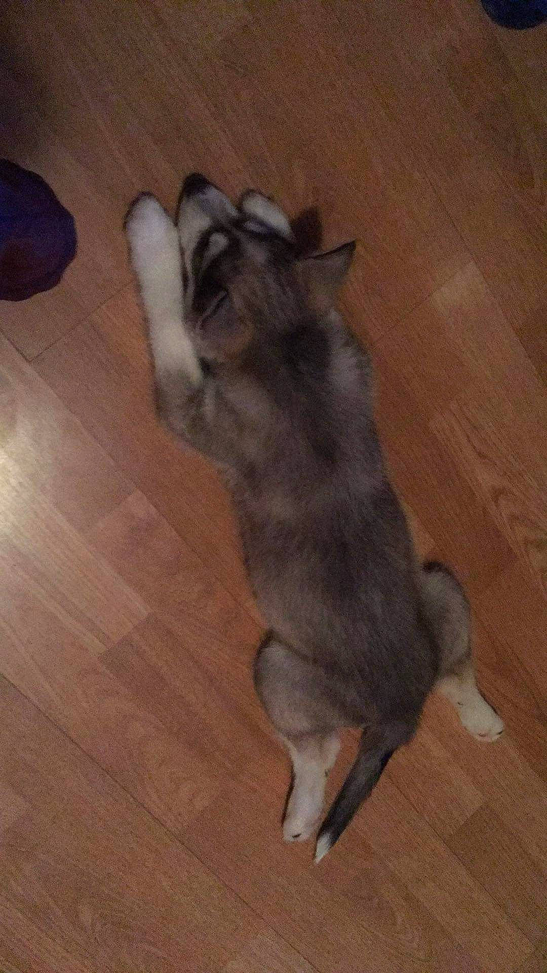 Yuki joined the competition — help win amazing prizes! alaskan_malamute, canidae, carnivore, dog, dog_breed, fawn, flooring, mammal, norwegian_elkhound, puppy, siberian_husky, swedish_vallhund, tail, vertebrate, wolfdog