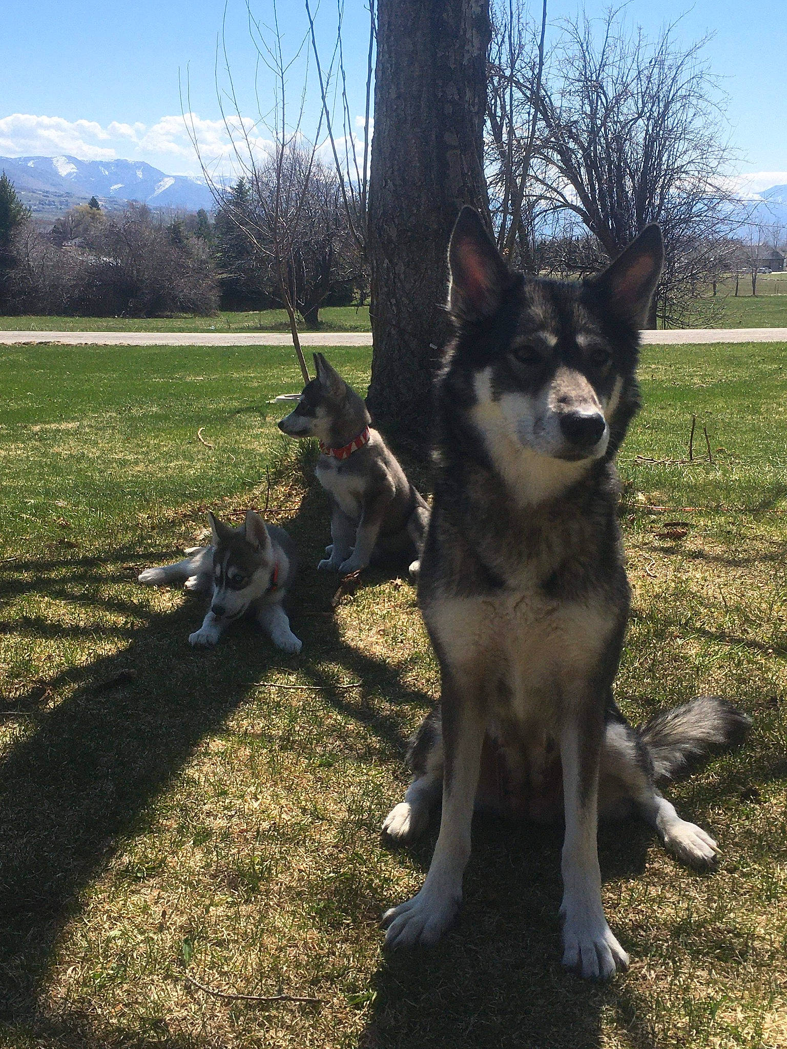 Yuki is registered to the contest to win money with this photo: australian_kelpie, canidae, carnivore, czechoslovakian_wolfdog, dog, dog_breed, east_european_shepherd, east_siberian_laika, jamthund, lapponian_herder, mammal, native_american_indian_dog, northern_inuit_dog, rare_breed_dog, saarloos_wolfdog, seppala_siberian_sleddog, siberian_husky, tamaskan_dog, vertebrate, wolfdog