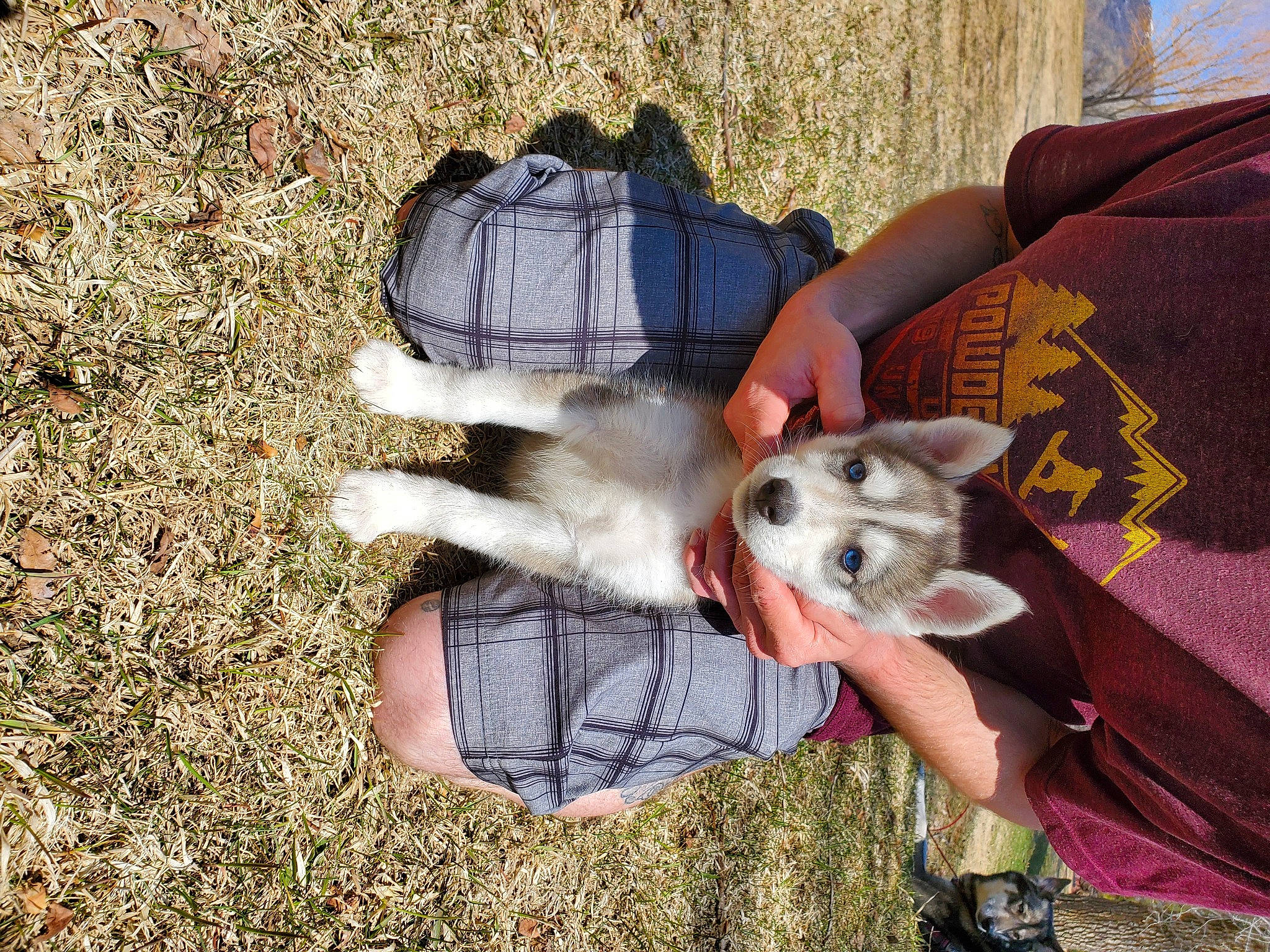 Yuki is registered to the contest to win money with this photo: alaskan_malamute, canidae, carnivore, dog, dog_breed, fawn, mammal, northern_inuit_dog, norwegian_lundehund, puppy, siberian_husky, vertebrate, wolfdog