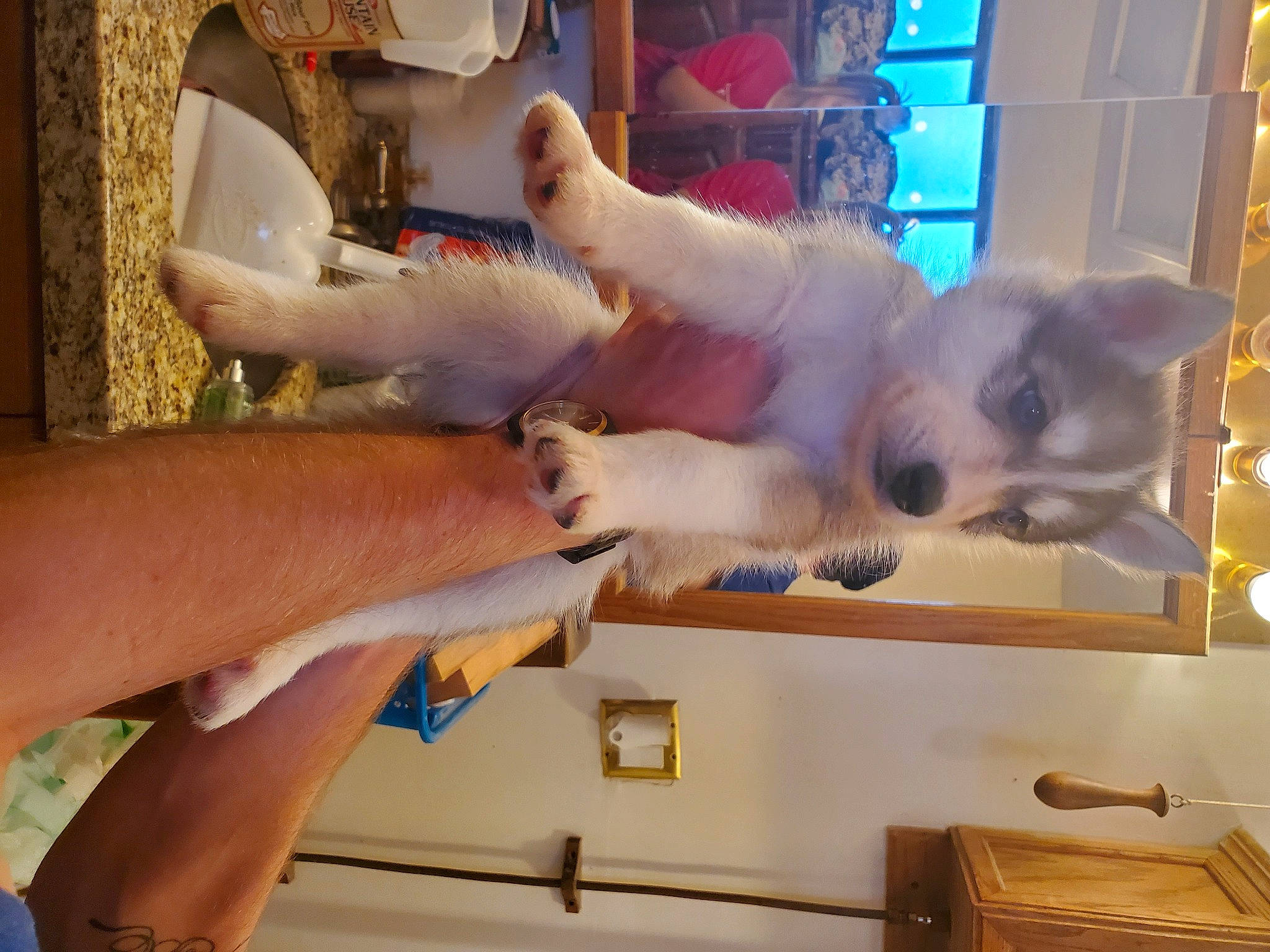 Yuki is registered to the contest to win money with this photo: carnivore, cat, devon_rex, fawn, felidae, kitten, small_to_medium_sized_cats, turkish_van