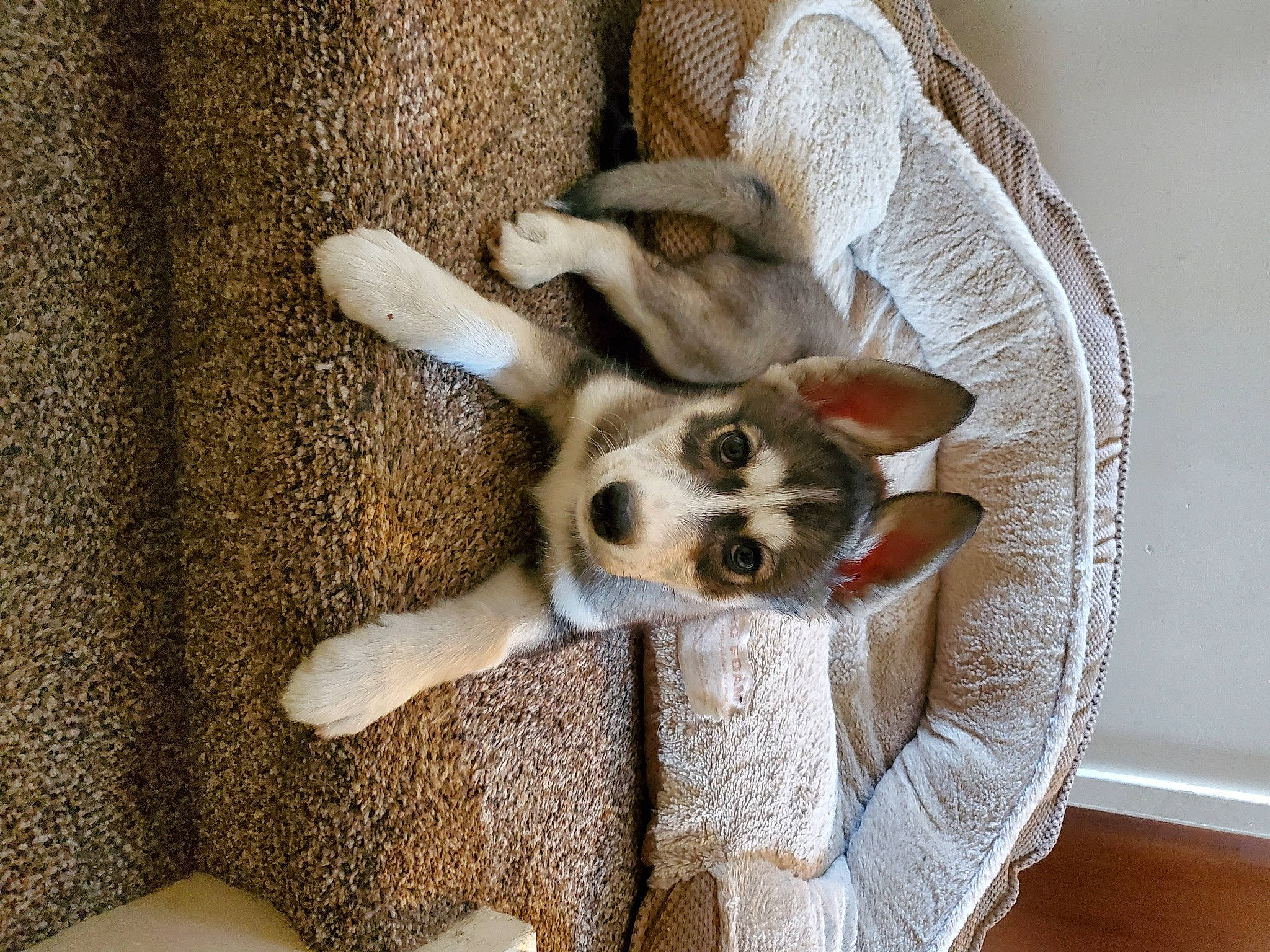 Aleu joined the competition — help win amazing prizes! canidae, carnivore, dog, dog_breed, fawn, fur, mammal, paw, puppy, tail