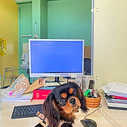 Simone a rejoint le concours — aidez-le/la à gagner de superbes lots ! basket, computer, curious, desk, dog, green_wall, harness, indoor, keyboard, looking, monitor, mouse, office, papers, pet, sitting, small_dog, stationery, wall, yellow_wall