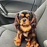 Simone participe au concours pour gagner de l'argent avec cette photo : animal, black, brown, car_seat, cavalier_king_charles_spaniel, companion, cute, dog, ears, fur, indoors, leash, looking, pet, portrait, puppy, seatbelt, sitting, vehicle, young