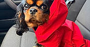 Simone a rejoint le concours — aidez-le/la à gagner de superbes lots ! adorable, animal, black_and_tan, car_interior, car_seat, clothing, cute, dog, ears, eyes, fur, indoors, looking, nose, pet, puppy, red_raincoat, seatbelt, sitting, small_dog