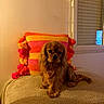 dog, pet, brown_fur, long_hair, indoor, pillow, tassels, blanket, cozy, small_dog, curious, animal, companion, furniture, window, warm_lighting, cute, sitting, home, portrait