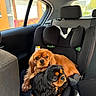 dog, cavalier_king_charles_spaniel, car_seat, vehicle_interior, pet, animal, fur, brown_dog, black_dog, seatbelt, window, sunlight, cute, companion, domestic_animal, car, backseat, resting, two_dogs, friendship