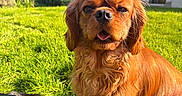 Marcel participe au concours pour gagner de l'argent avec cette photo : dog, grass, sunlight, outdoor, house, pet, canine, animal, nature, greenery, fur, tongue, eyes, ears, portrait, daylight, shadows, relaxing, companion, backyard