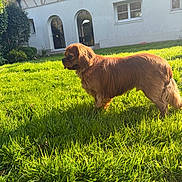 Marcel a rejoint le concours — aidez-le/la à gagner de superbes lots ! dog, brown_dog, grass, lawn, sunlight, house, garden, outdoor, pet, canine, fur, daylight, building, window, nature, shadow, animal, domestic_animal, greenery, backyard
