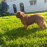 dog, brown_dog, grass, lawn, sunlight, house, garden, outdoor, pet, canine, fur, daylight, building, window, nature, shadow, animal, domestic_animal, greenery, backyard