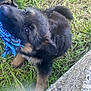 animal, black_and_tan, blue_rope, chewing, closeup, cute, dog, fur, german_shepherd, grass, nature, outdoor, paw, pet, playful, puppy, stone, tail, toy, young_dog