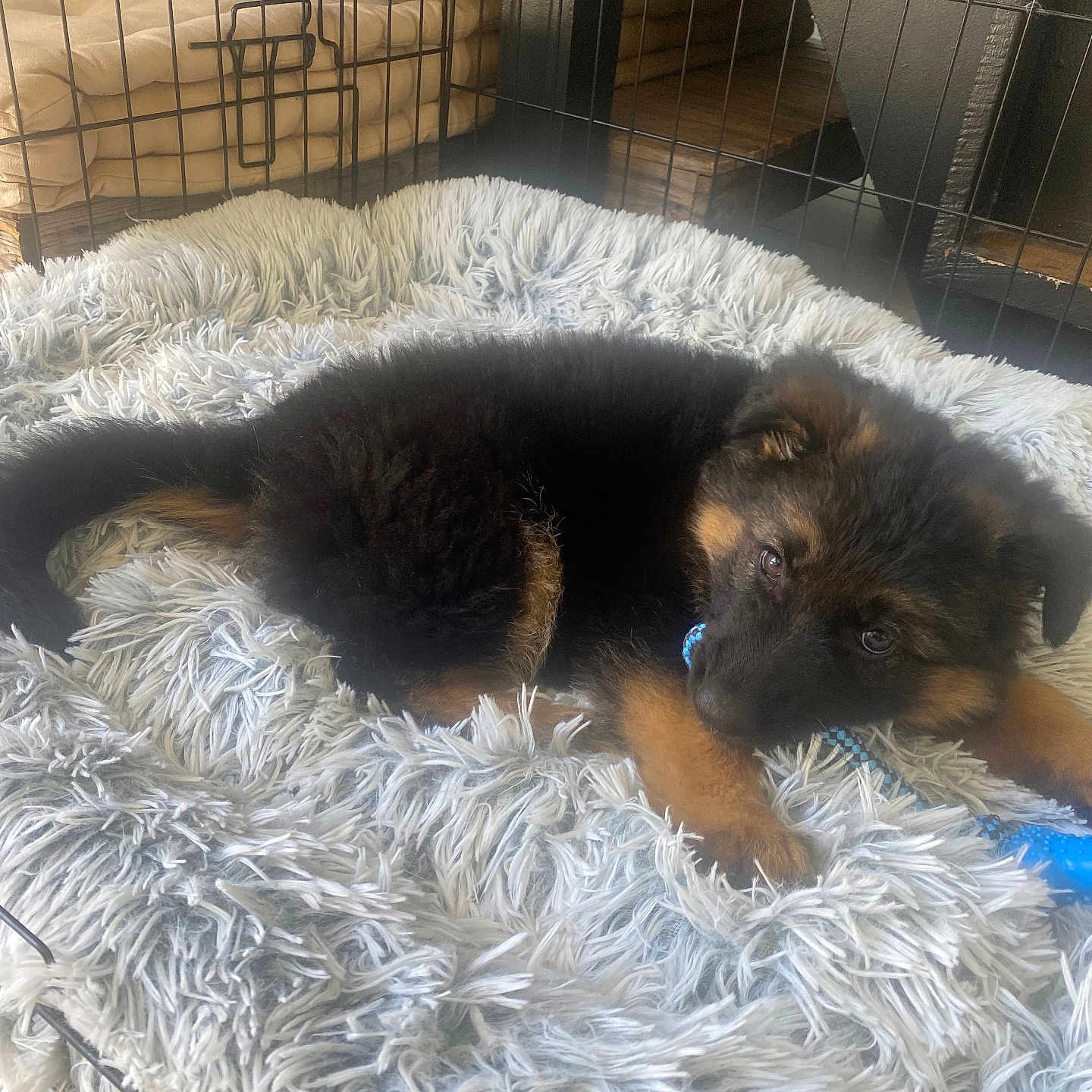 Ava a rejoint le concours — aidez-le/la à gagner de superbes lots ! animal, bed, black_and_tan, chewing, cozy, crate, cute, dog, fence, fluffy, fur, german_shepherd, indoor, pet, playful, puppy, resting, soft_bed, toy, young_dog