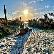 Ava joined the competition — help win amazing prizes! dog, german_shepherd, sand, beach, sunset, fence, sky, clouds, shadow, grass, outdoor, nature, canine, leash, sun, path, animal, pet, scenic, relaxing