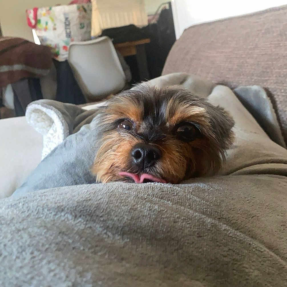 Maya