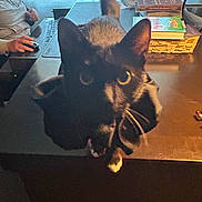 Mittens joined the competition — help win amazing prizes! black_cat, blurred_background, books, cat, computer, curtains, desk, eyes, furniture, hand, indoor, monitor, mouse, office, person, tail, technology, whiskers, window, working