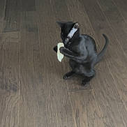 Tux joined the competition — help win amazing prizes! black_cat, kitten, wood_floor, playing, pet, animal, indoor, feline, cute, young, small, paws, holding, curious, focused, domestic_animal, fur, tail, whiskers, fun
