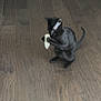 black_cat, kitten, wood_floor, playing, pet, animal, indoor, feline, cute, young, small, paws, holding, curious, focused, domestic_animal, fur, tail, whiskers, fun