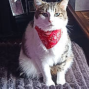 Oups a rejoint le concours — aidez-le/la à gagner de superbes lots ! cat, bandana, pet, feline, indoor, blanket, fur, tabby, white, brown, sitting, portrait, closeup, animal, cozy, cute, soft, relaxed, domestic, whiskers