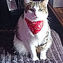 cat, bandana, pet, feline, indoor, blanket, fur, tabby, white, brown, sitting, portrait, closeup, animal, cozy, cute, soft, relaxed, domestic, whiskers