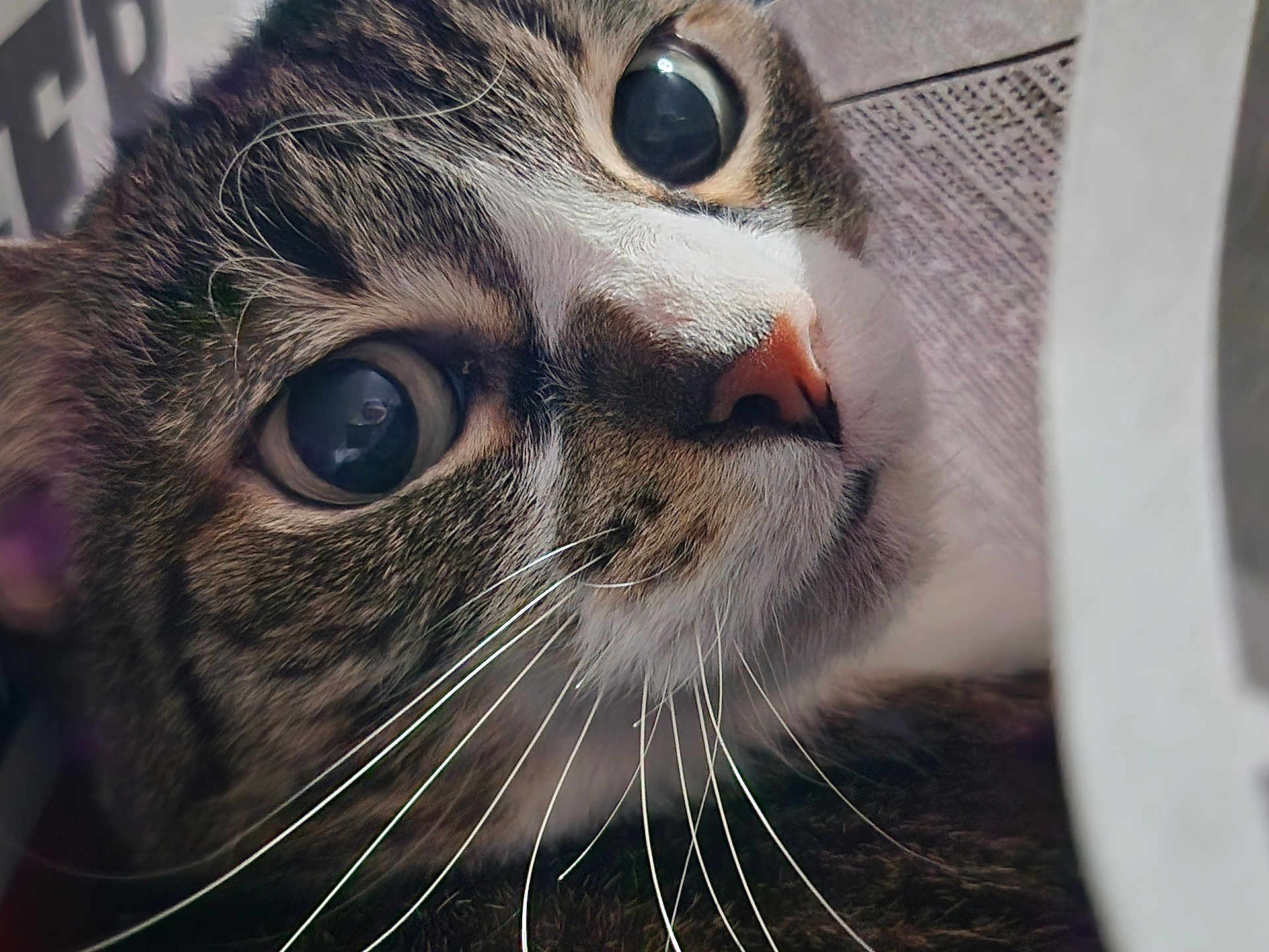 Isabell
