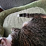 cat, tabby, pet_bed, sleeping, fur, whiskers, cozy, indoor, close_up, relaxed, animal, mammal, resting, cute, domestic_animal, soft_texture, feline, tail, paw, home