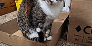 Isabell joined the competition — help win amazing prizes! cat, tabby, cardboard_box, carpet, indoor, pet, animal, feline, white_paws, white_chest, curious, sitting, looking_at_camera, box, fabric, colorful, background, household, cozy, domestic