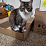 cat, tabby, cardboard_box, carpet, indoor, pet, animal, feline, white_paws, white_chest, curious, sitting, looking_at_camera, box, fabric, colorful, background, household, cozy, domestic