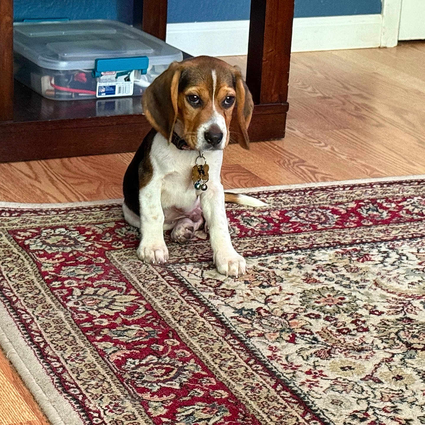 Jack joined the competition — help win amazing prizes! animal, beagle, cabinet, carpet, collar, cute, dog, domestic_animal, floor, furniture, home, indoor, pet, puppy, resting, sitting, small_dog, tag, wooden_floor, young_dog