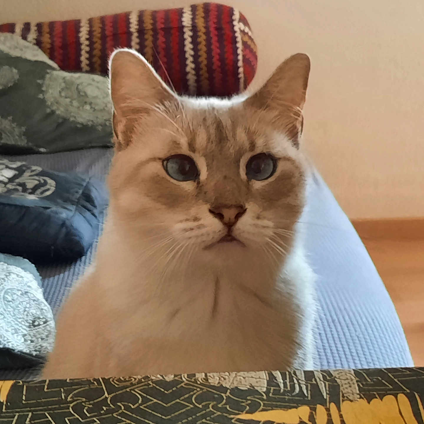 Cassiopé a rejoint le concours — aidez-le/la à gagner de superbes lots ! animal, blue_eyes, cat, couch, cozy, cream_fur, cushion, domestic, ears, face, feline, furniture, home, indoor, looking, patterned, pet, portrait, sitting, whiskers