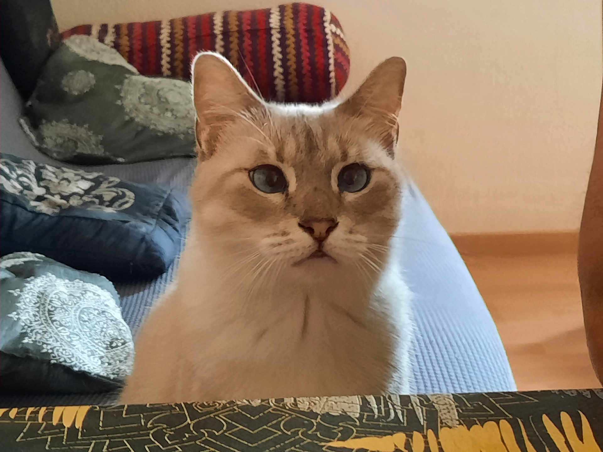 Cassiopé a rejoint le concours — aidez-le/la à gagner de superbes lots ! cat, blue_eyes, cream_fur, indoor, couch, cushion, patterned, furniture, pet, animal, portrait, whiskers, ears, face, looking, home, cozy, sitting, feline, domestic
