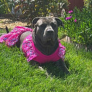 Stella joined the competition — help win amazing prizes! animal, canine, cute, dog, fashion, flora, flower, garden, grass, greenery, leaves, nature, outdoor, pet, pink_dress, plant, portrait, relaxing, summer, sunlight