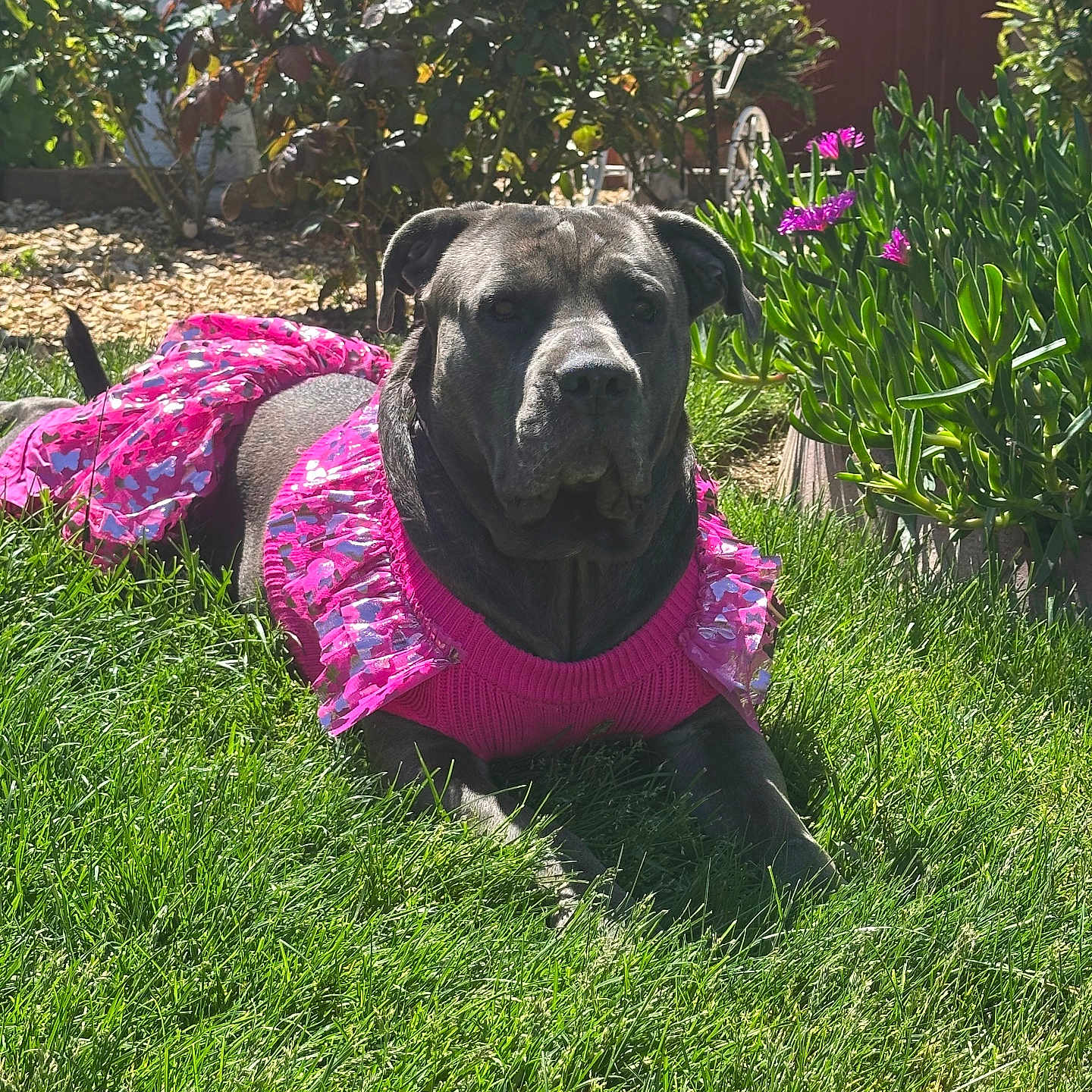 Stella joined the competition — help win amazing prizes! animal, canine, cute, dog, fashion, flora, flower, garden, grass, greenery, leaves, nature, outdoor, pet, pink_dress, plant, portrait, relaxing, summer, sunlight