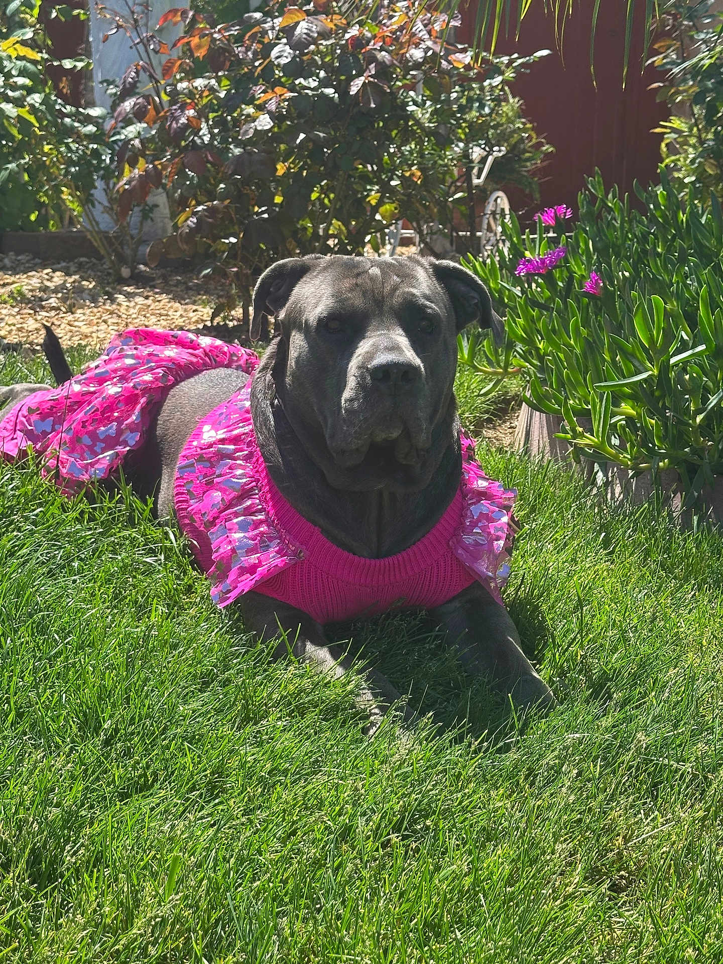 Stella